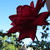 :iconchamber87:
