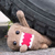 :iconchamberdog: