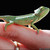:iconchame7eon: