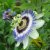 :iconchameleon09: