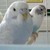 :iconchamomileswift: