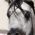:iconchampionsaddles: