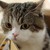 :iconchangsha-cat: