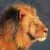 :iconchantal-rapicault: