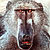 :iconchantingmonkey:
