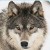 :iconchaos-inco: