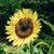 :iconchar-izard: