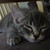 :iconcharlee-shay: