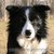 :iconcharlie-897:
