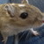 :iconcharlie-misscha:
