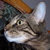 :iconCharlie-Moe: