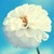 :iconcharliecfs:
