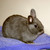 charliesmyangel :iconcharliesmyangel: