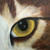 :iconcharlotte-deviantart: