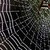 :iconcharlottes-web:
