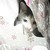 :iconcharmantbliss: