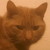 :iconcharmcaser1: