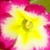 :iconcharmed-illlusions: