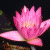 :iconcharpixpix419: