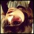 :iconcharrasias: