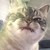 Chasari :iconchasari: