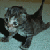 :iconchasethedragon:
