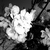 :iconchasse-aux-papillons: