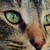 :iconchastelgwen:
