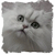 :iconchatblanc111: