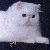 :iconchatchaman:
