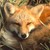 :iconchatter-fox: