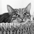 :iconchatweazle:
