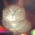 :iconchazz-the-cat: