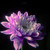 :iconchebelfior: