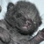 :iconchecothe1st: