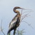 :iconcheery1234: