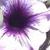:iconcheesecake-and-fish: