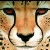 :iconcheetah-lover: