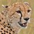 :iconcheetahlayri:
