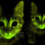 :iconcheetahs-flash: