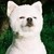 :iconcheetox: