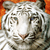 :iconcheif039: