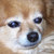 :iconchelio: