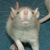 ChellesCritterHaven :iconchellescritterhaven: