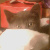 :iconchellsiful:
