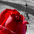 :iconchelsea145: