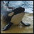 :iconchem-ikal: