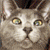 :iconchemicalstars:
