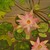 :iconchenchoart: