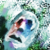 :iconchensuey:
